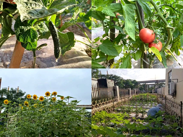 1659930305156868.jpg 小菜园.jpg