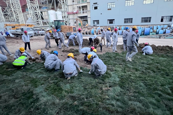 1714544420119861.jpg 铺草皮_副本.jpg